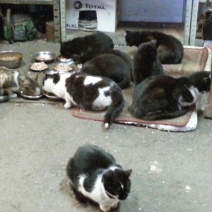 Stado kotów z warsztatu